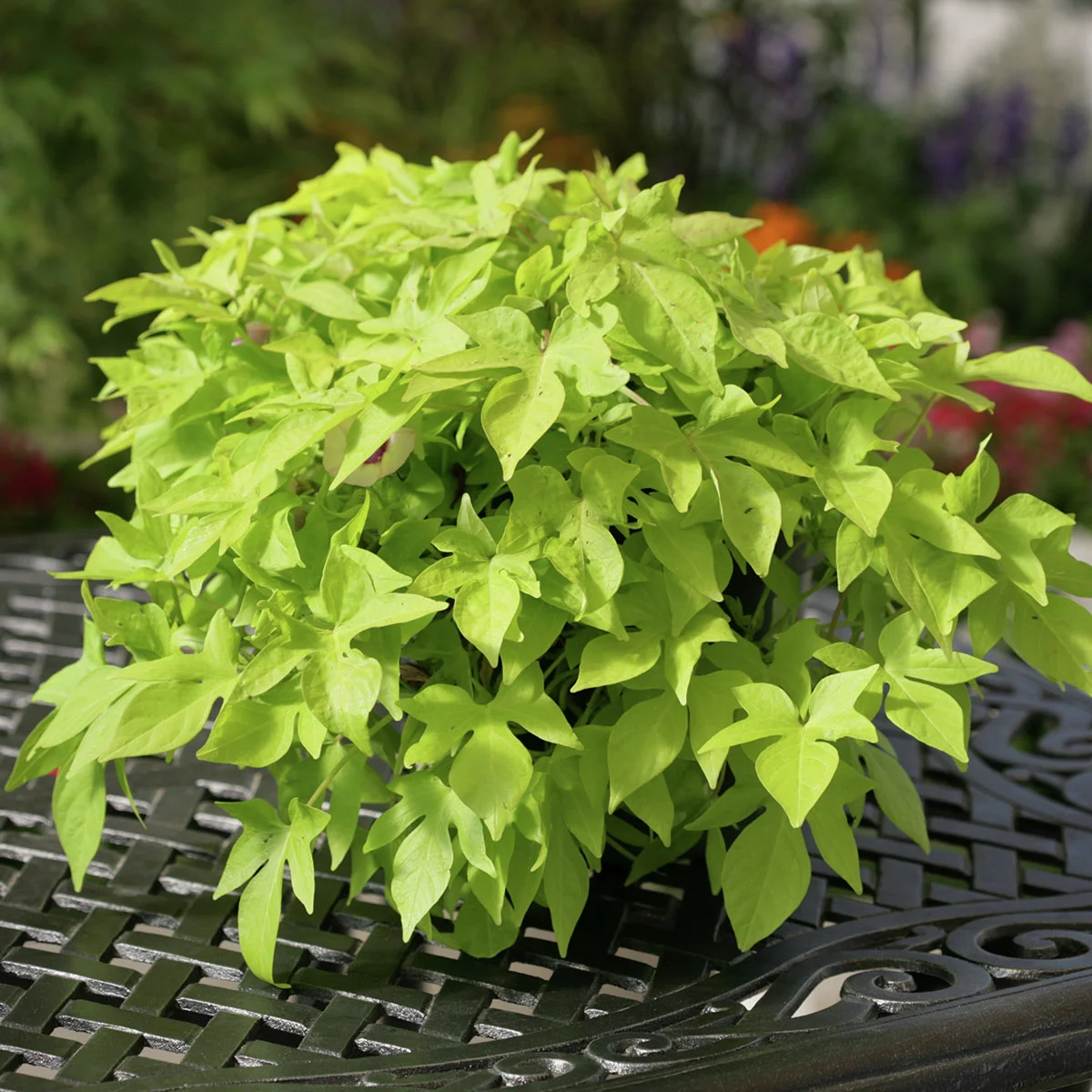 Kiwigrüne Blattschmuck-Ipomoea