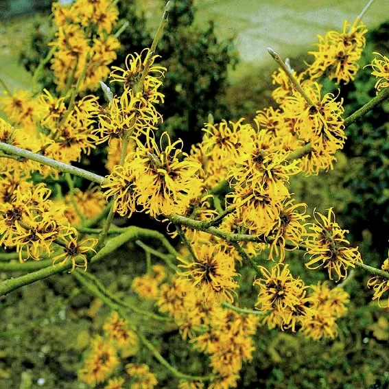 Zaubernuss Westerstede, gelb