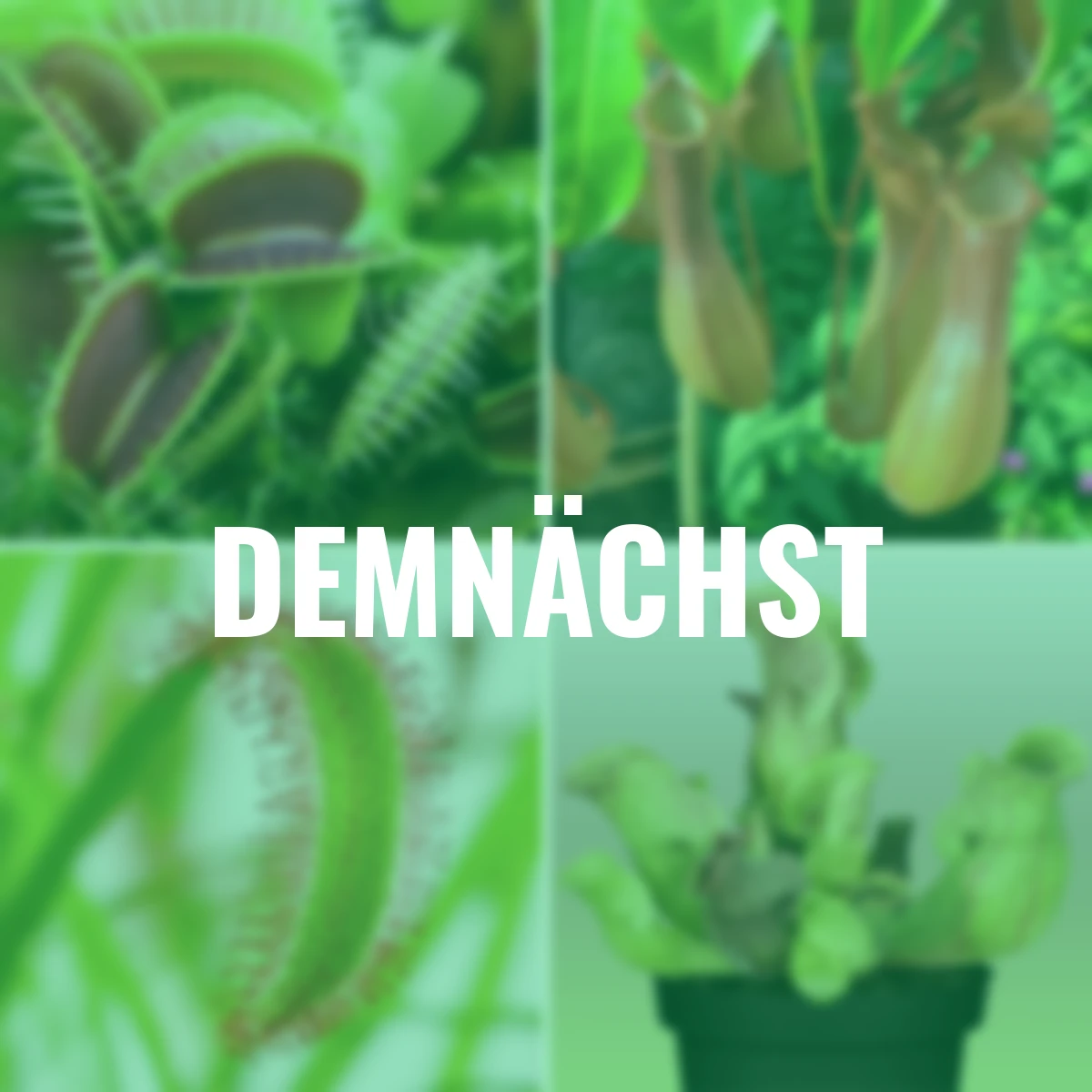 Set Fleischfressende Pflanzen