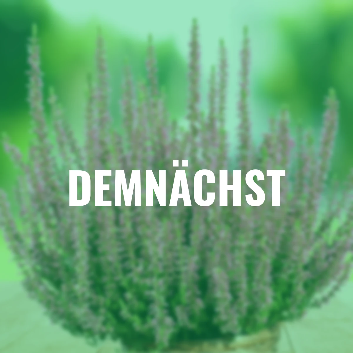 Knospenheide Gardengirls®, rosa