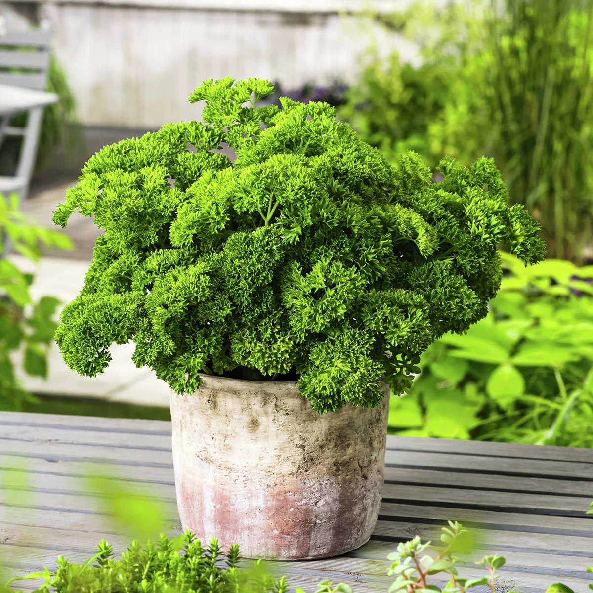 Kräuterpflanze Krause Petersilie