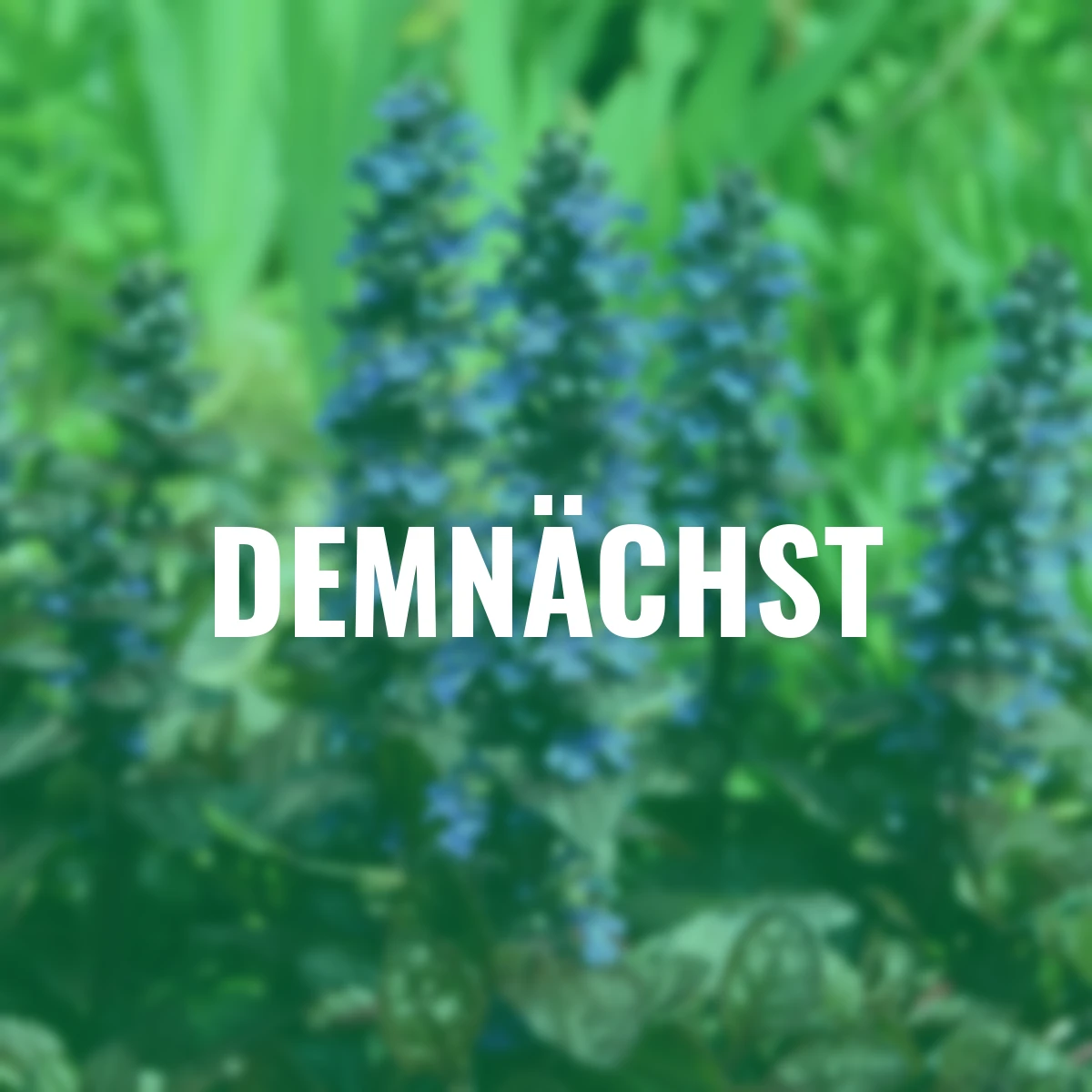 Kriechender Günsel  Evening Glow