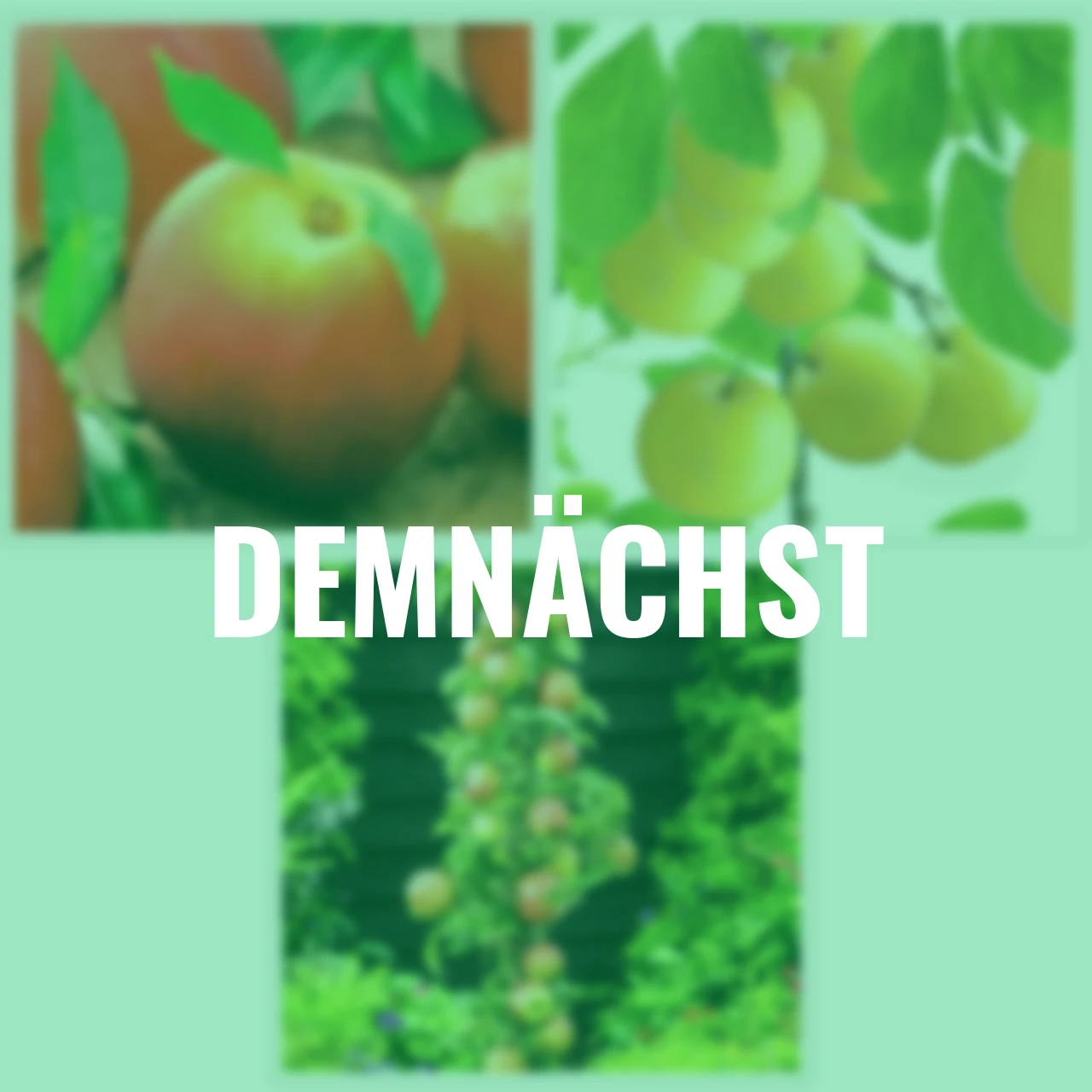 Obstgehölze-Set Fruchtträume