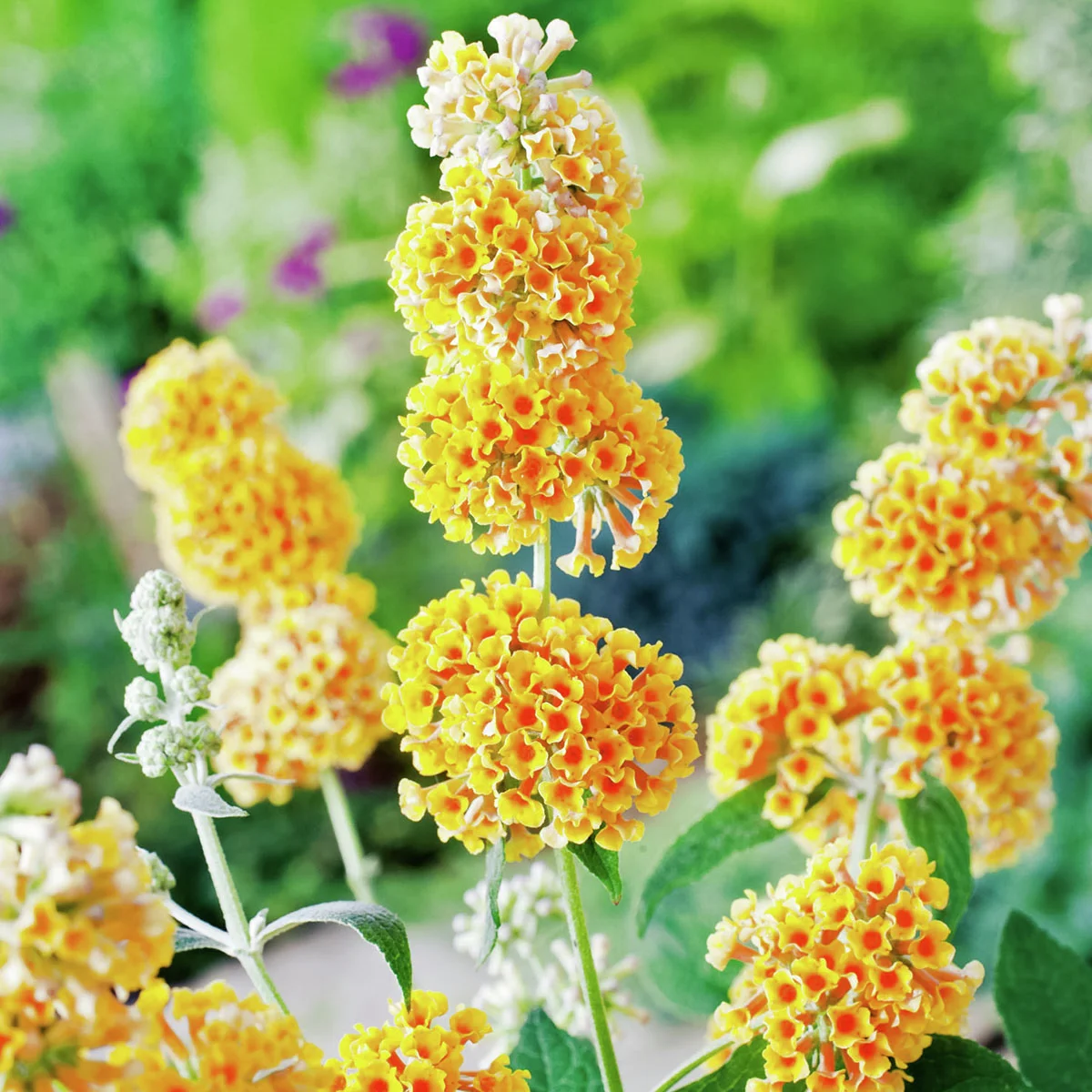 Schmetterlingsflieder Sungold