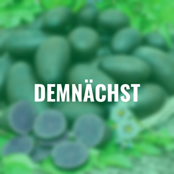 Kartoffel Blaue St. Galler, 1 kg