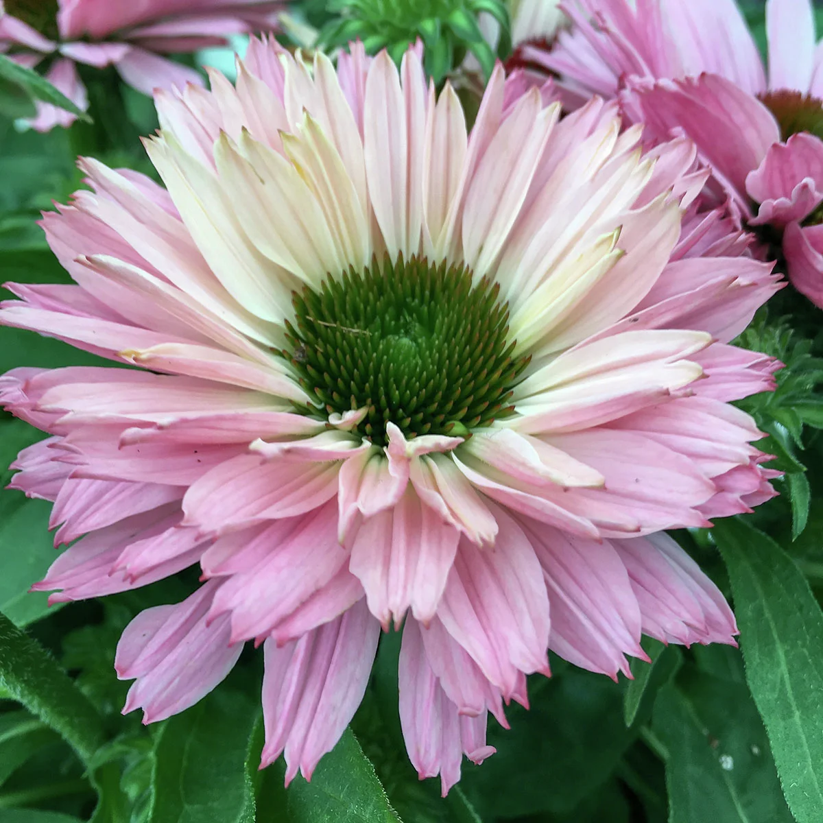 Scheinsonnenhut Sunseekers Salmon