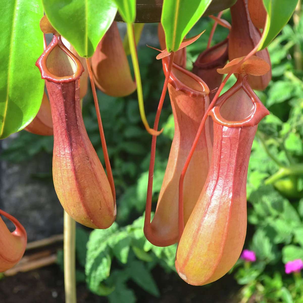 Kannenpflanze, im ca. 9 cm-Topf