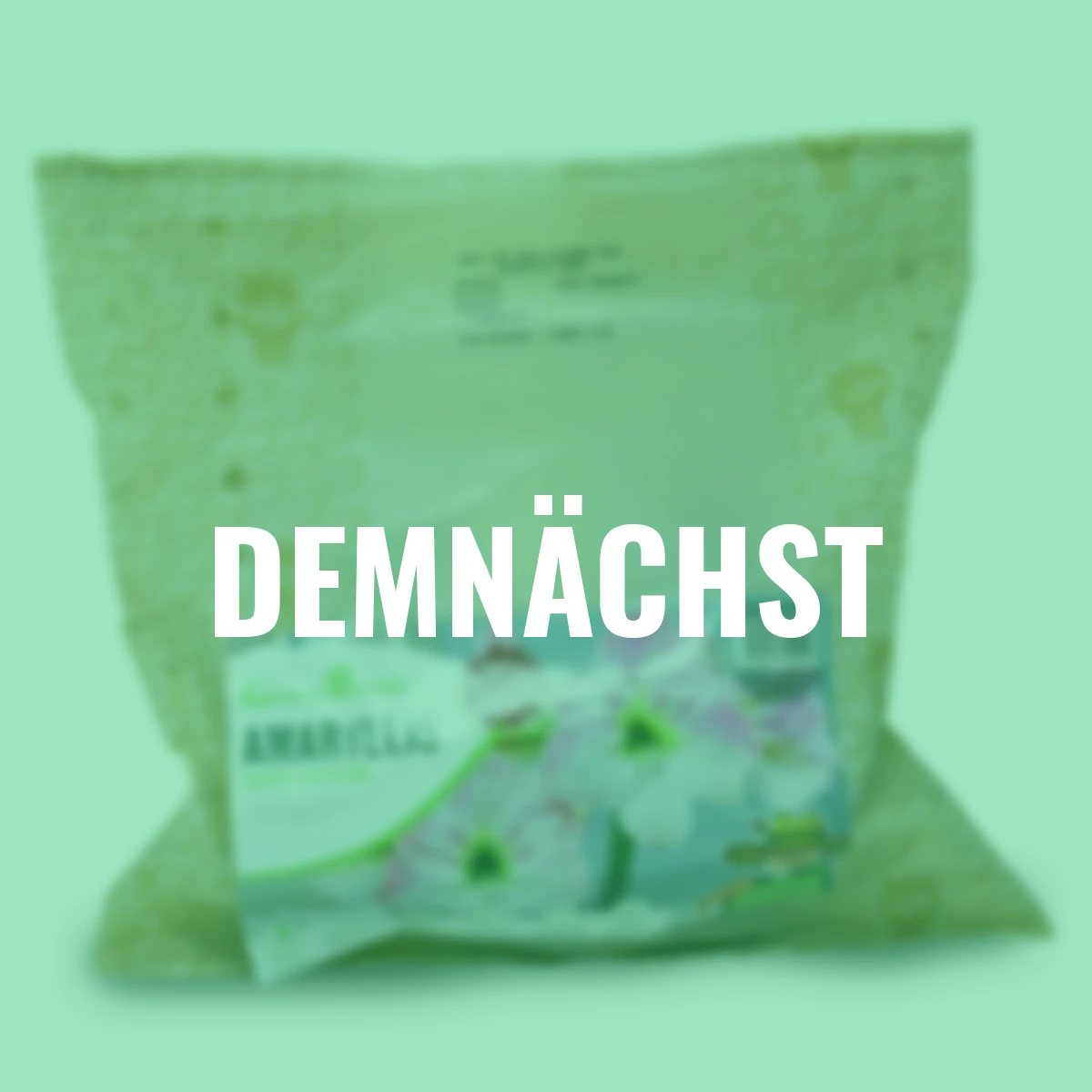 Amaryllis Cherry Bloss