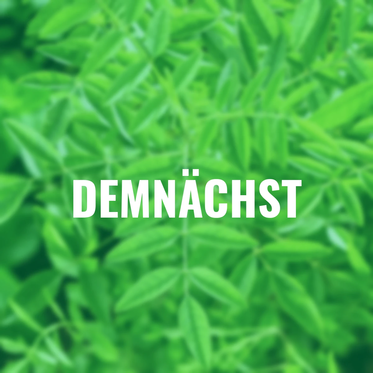 Süßholz - Lakritzesamen