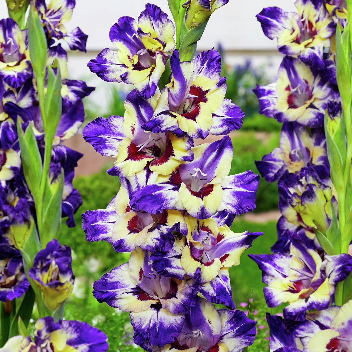 Gladiole Circus Club