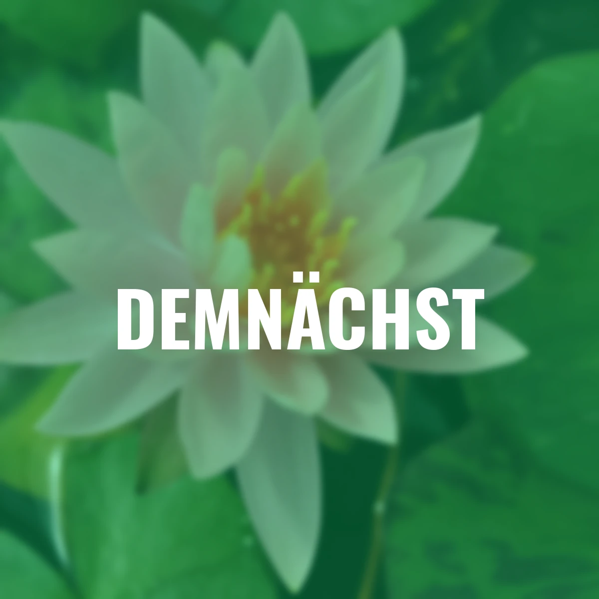 Seerose Rosennymphe, rosa