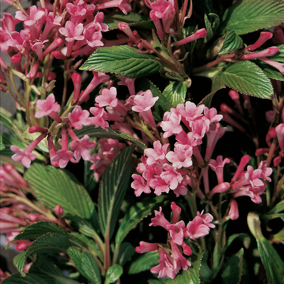 Bodnant-Winterschneeball Dawn