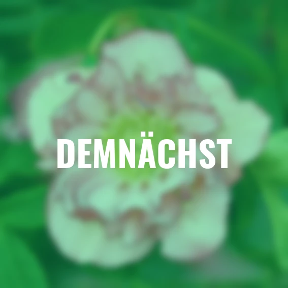 Lenzrose Picotee Double Ellen(R)