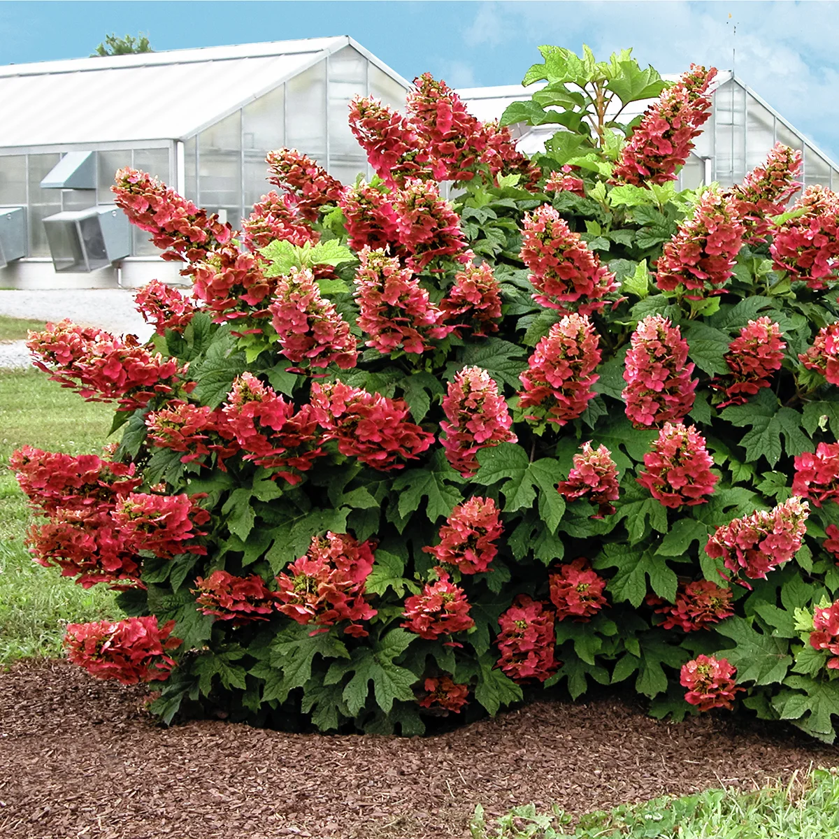 Eichenblatt-Hortensie Ruby Slippers(R)