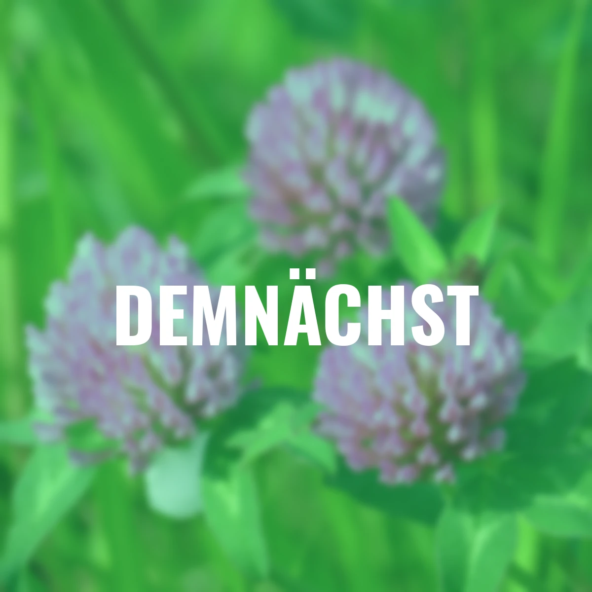 Bodenkur Rotklee, 400 g