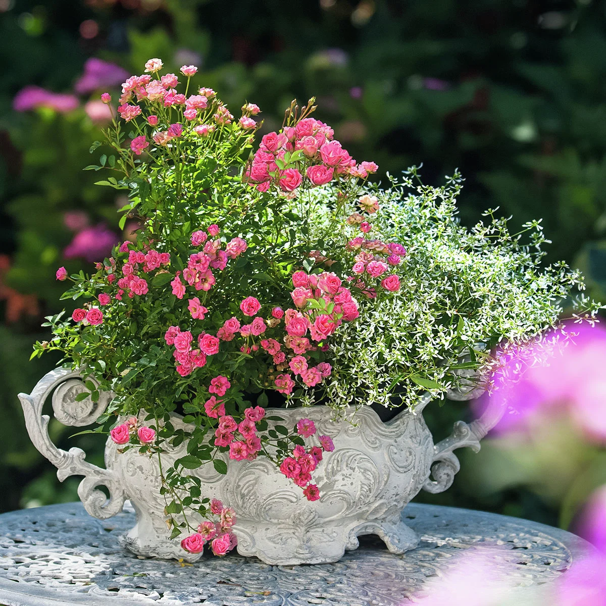 Mini-Rose Lilly Rose™, im ca. 17 cm-Topf