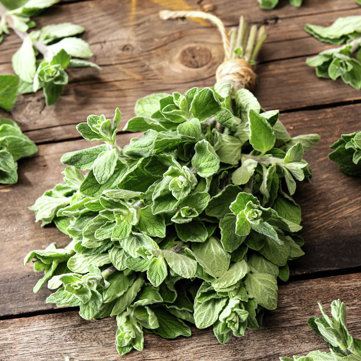 Kräuterpflanze Griechischer Oregano