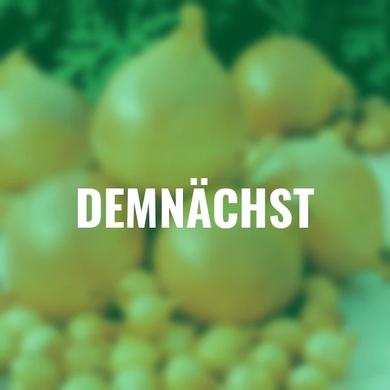 Wintersteckzwiebel Shakespeare, gelb, 250 g