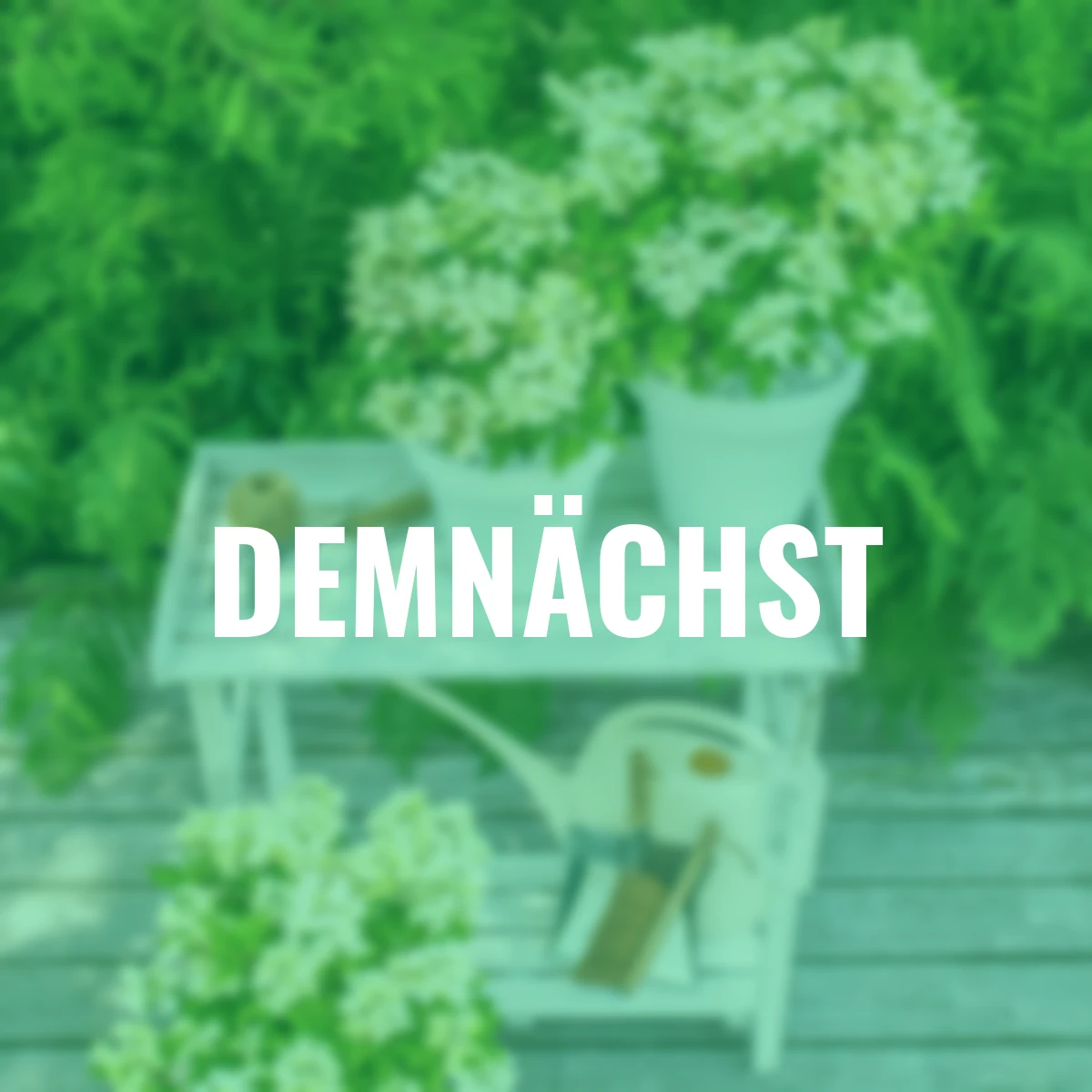 Rispen-Hortensie Switch® Ophelia, im ca. 15 cm-Topf