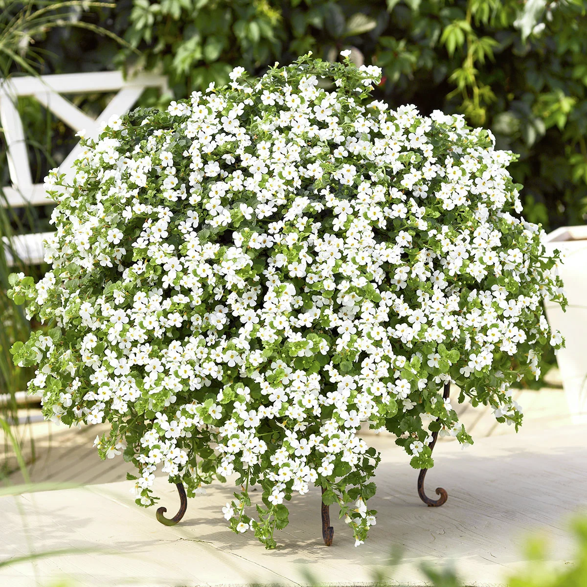 Schneeflockenblume, weiß