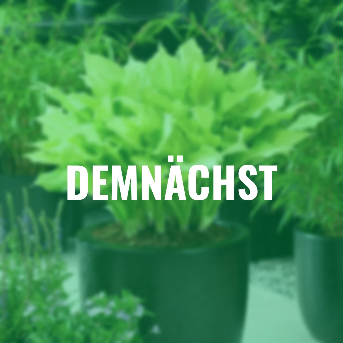 Funkie White Feather Improved