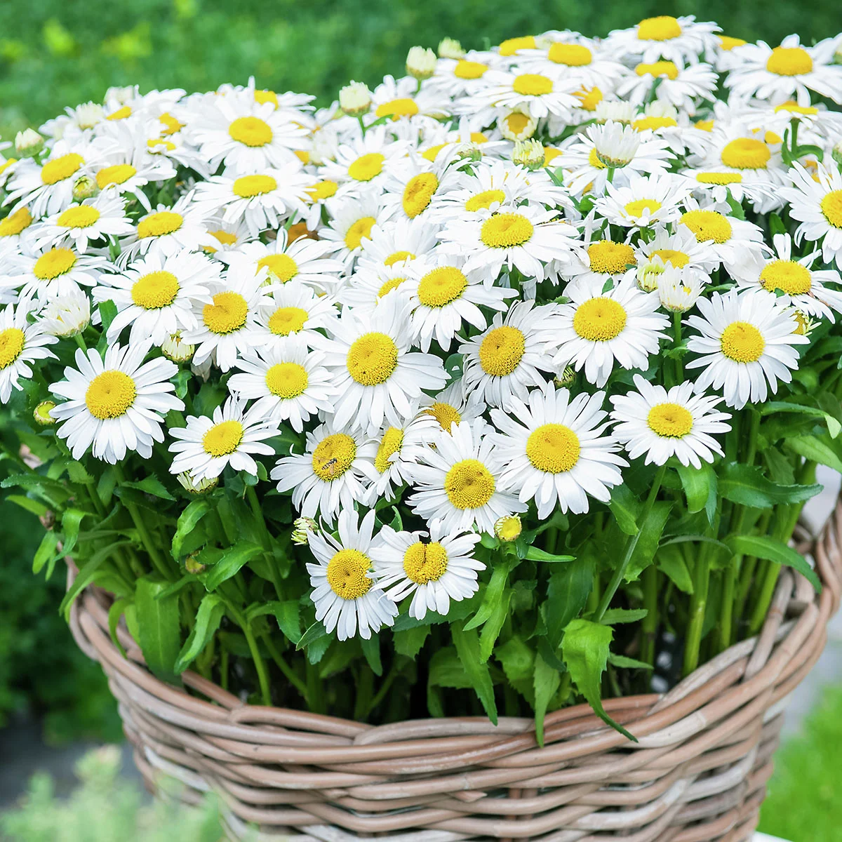 Margerite Oah La™ Lagrande