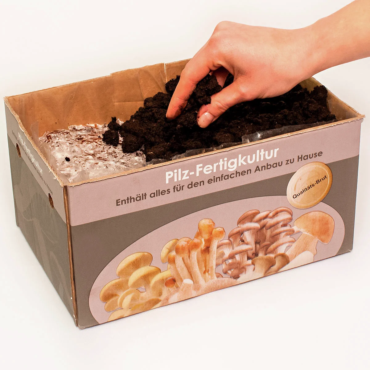 Pilzkultur-Set Weißer Champignon