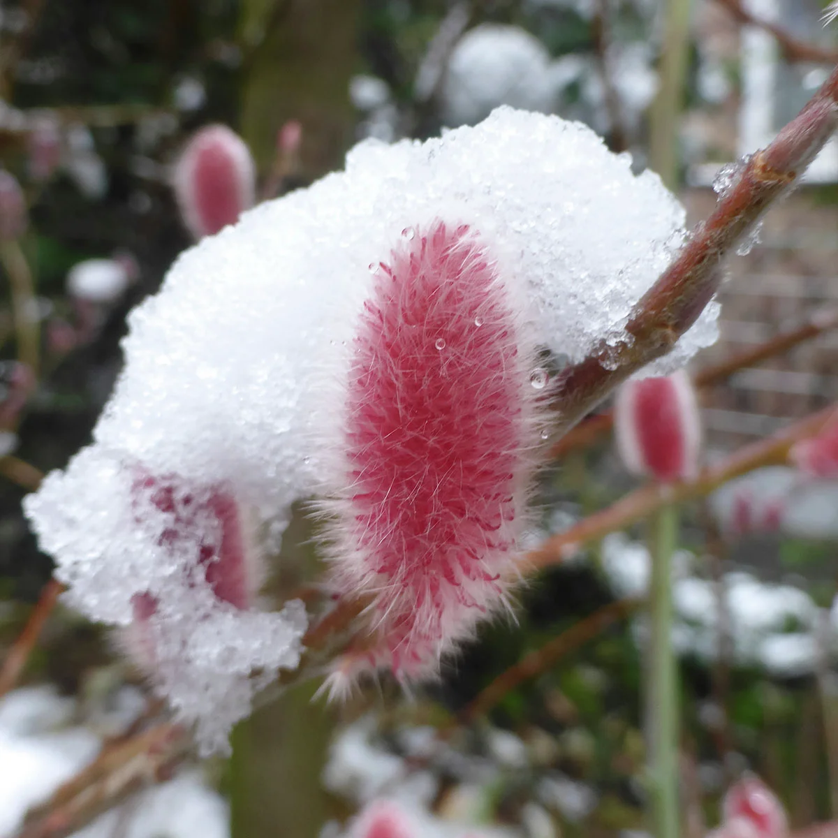 Kätzchenweide Mount Aso, Stämmchen