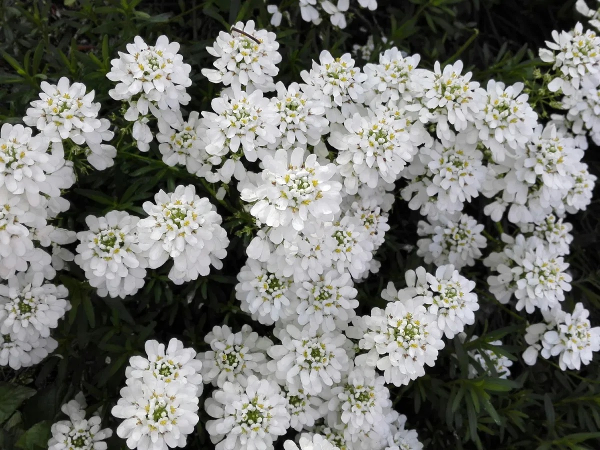 Schleifenblume Appen Etz