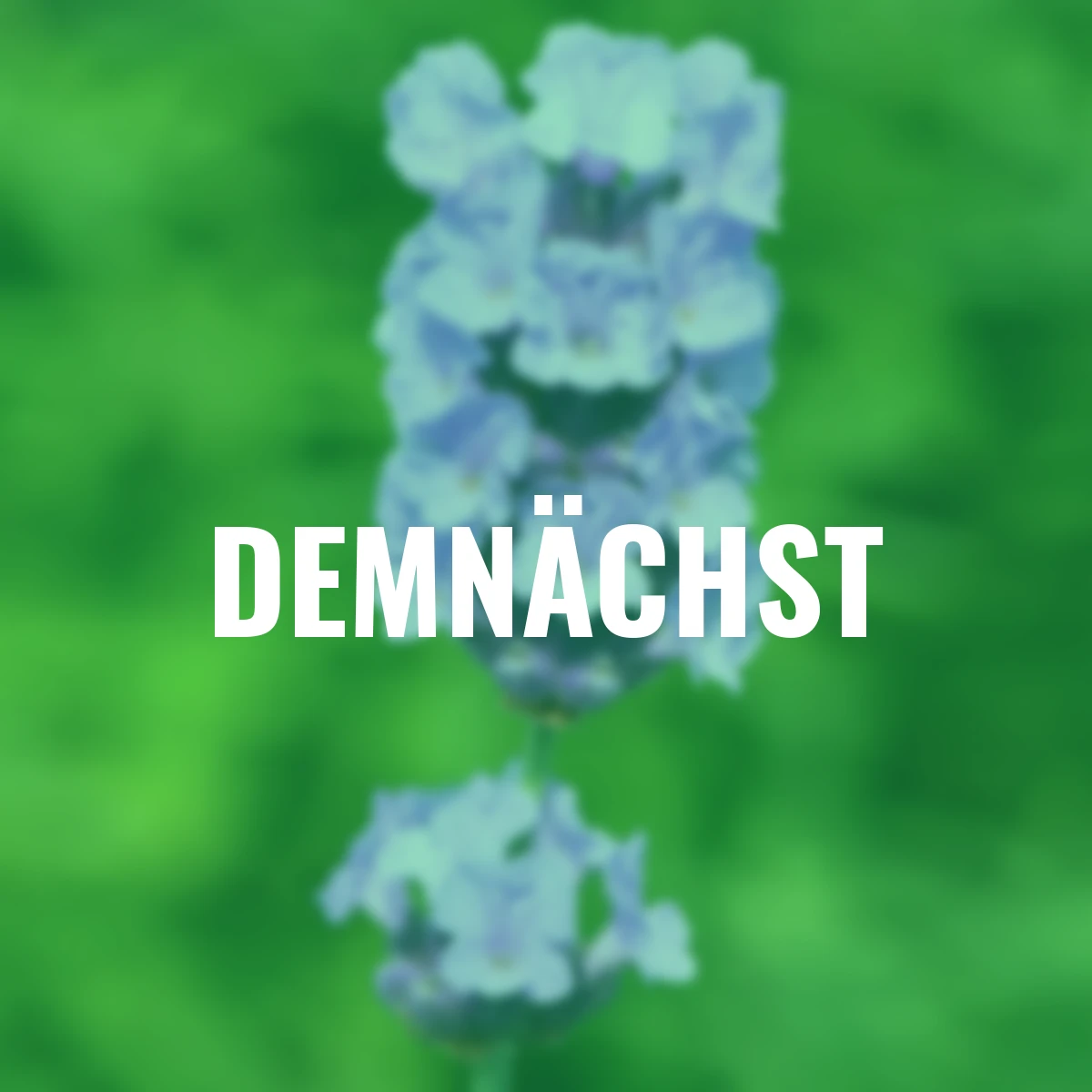 Englischer Lavendel Melissa Lilac