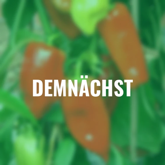 Paprikasamen Agio F1