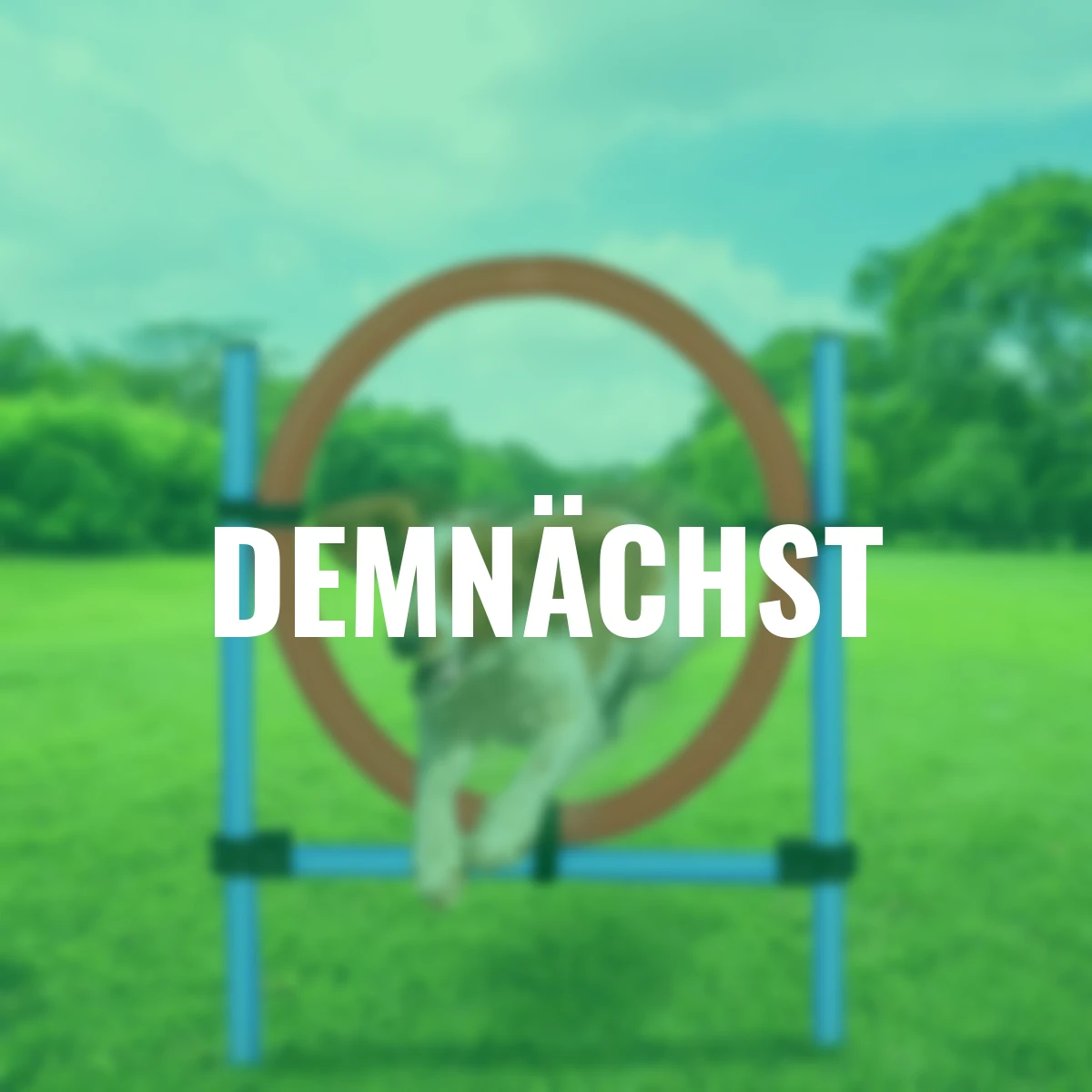 Agility-Set Hundesprungring, rot-blau, 11-teilig