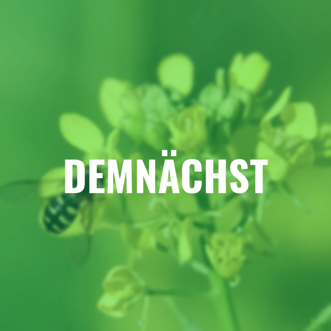 Bodenkur Gelbsenf, 500 g