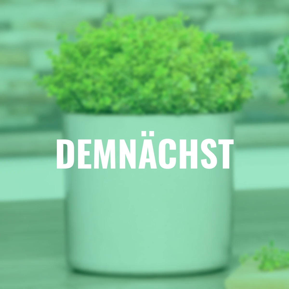 Eataliano Zitronen-Thymian