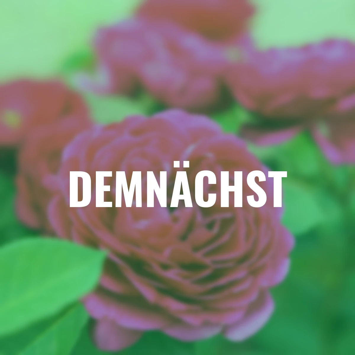 Sense of Love®-Duftrose Pure Aroma™