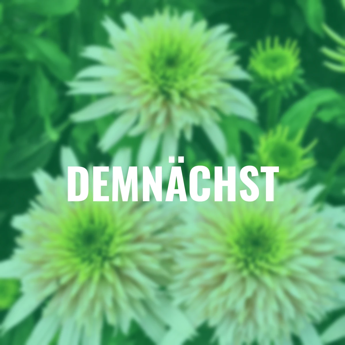 Sonnenhut Cherry Fluff ®