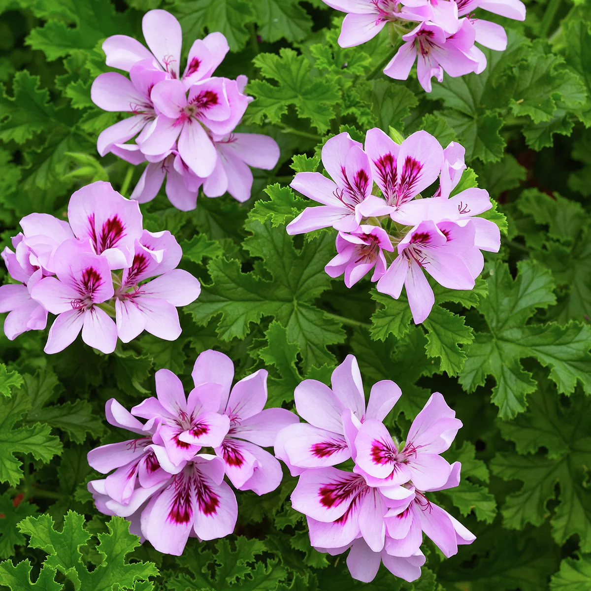 Sommerblumen-Set Duftgeranien-Mix Anti Mosquito, 3 Stück