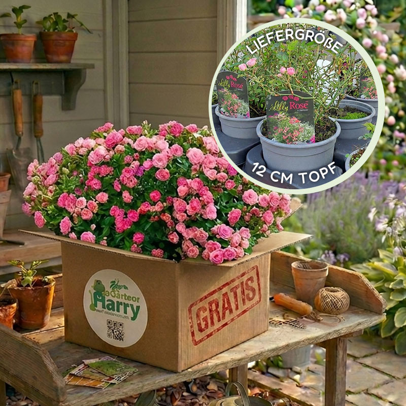 Mini-Rose Lilly Rose im G&auml;rtner Harry Versandkarton auf einem Gartentisch &mdash; Gratis-Aktion