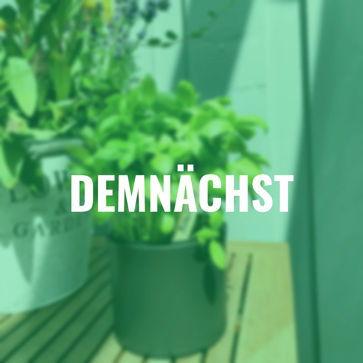 Holzstecketiketten 20 Stück à 10 cm