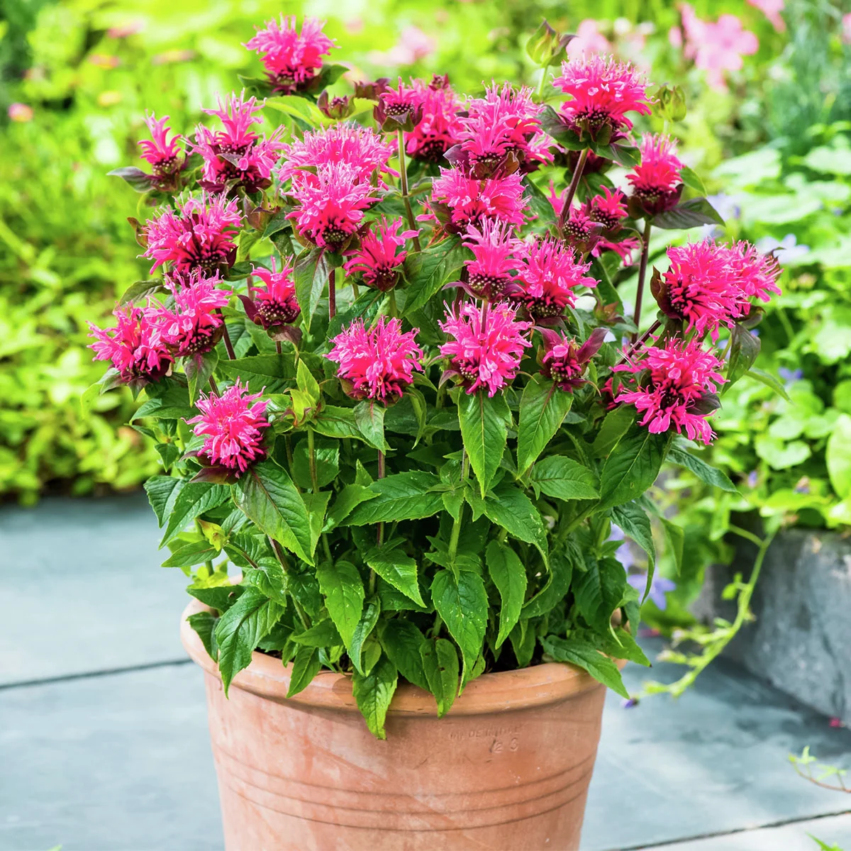 Indianernessel, rosa