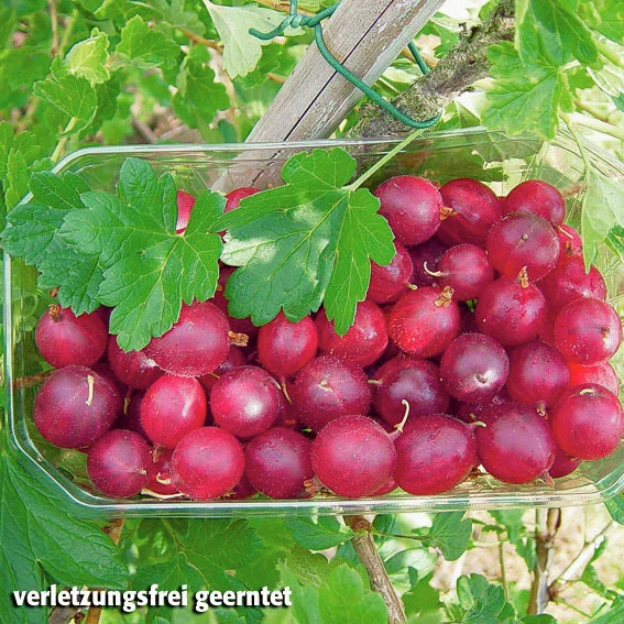 Stachelbeere Spinefree, Hochstamm