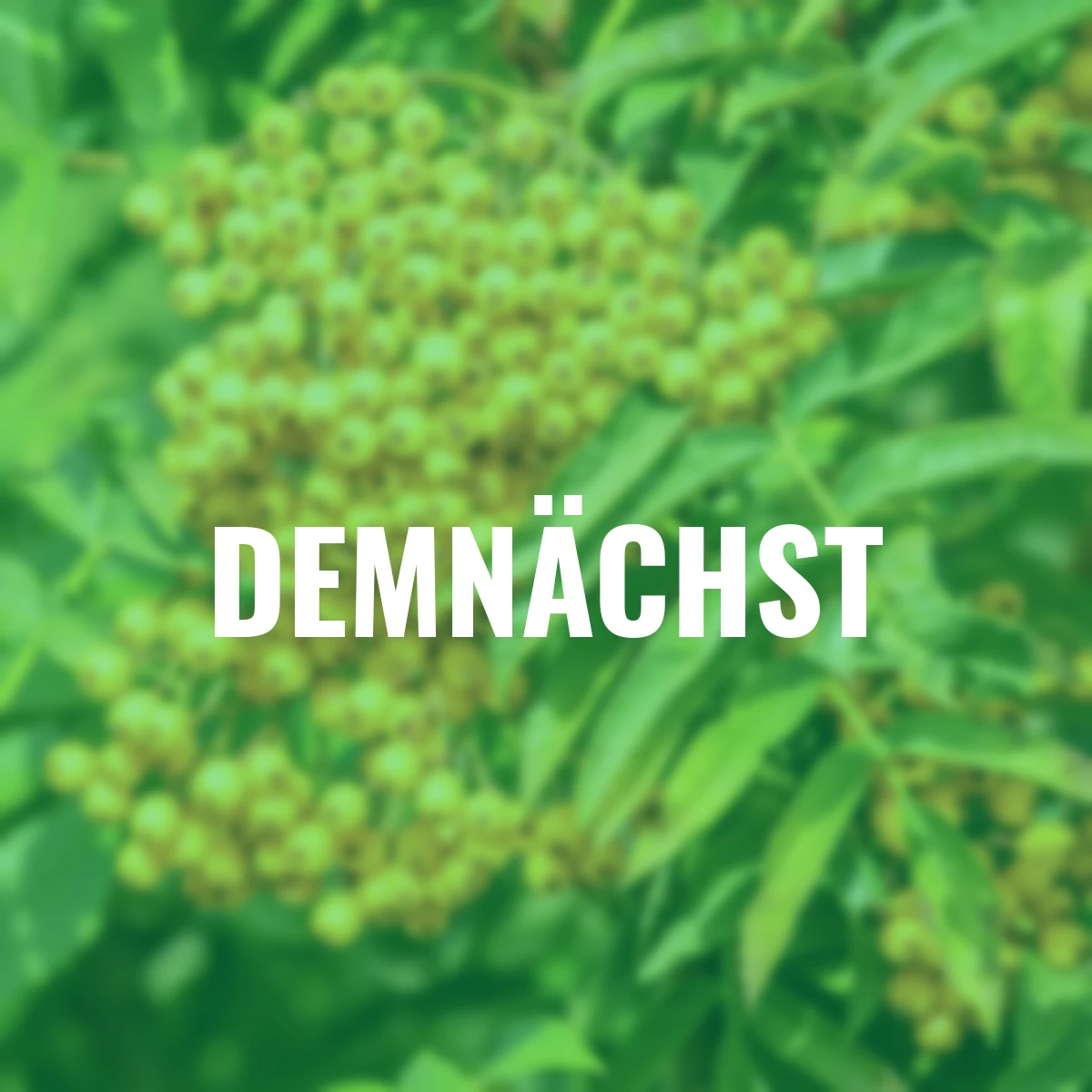 Herbst-Vogelbeere Eberesche Autumn Spire