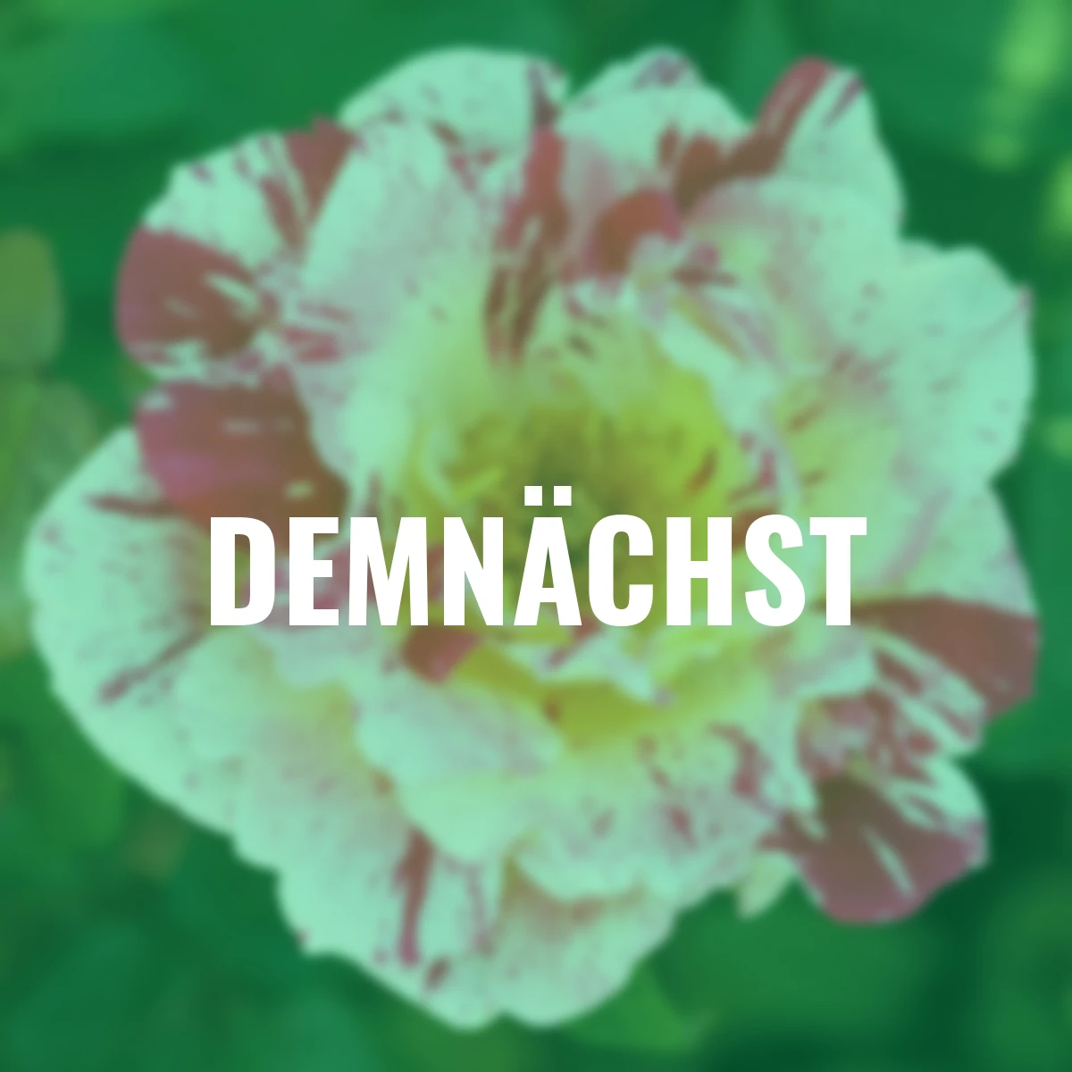 Beetrose Romana Freska, im ca 22 cm-Topf