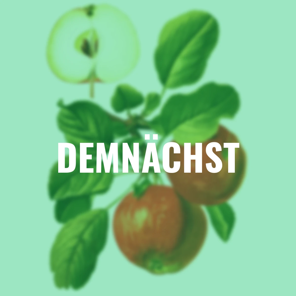 Apfel Roter Boskoop, im ca. 26 cm-Topf