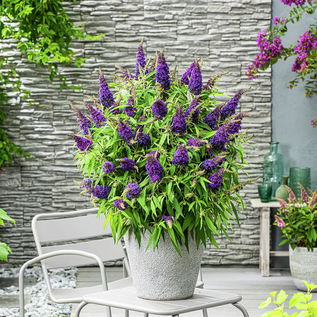 Zwerg-Schmetterlingsflieder Butterfly Candy® Little Purple