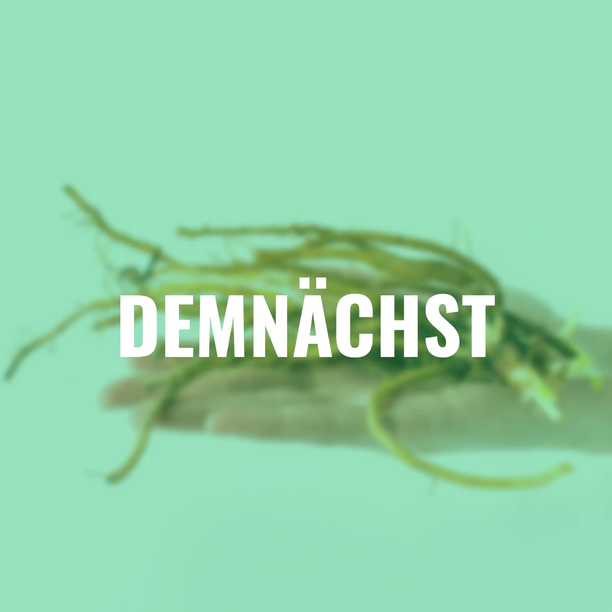 Taglilien-Mischung Sommerliebe