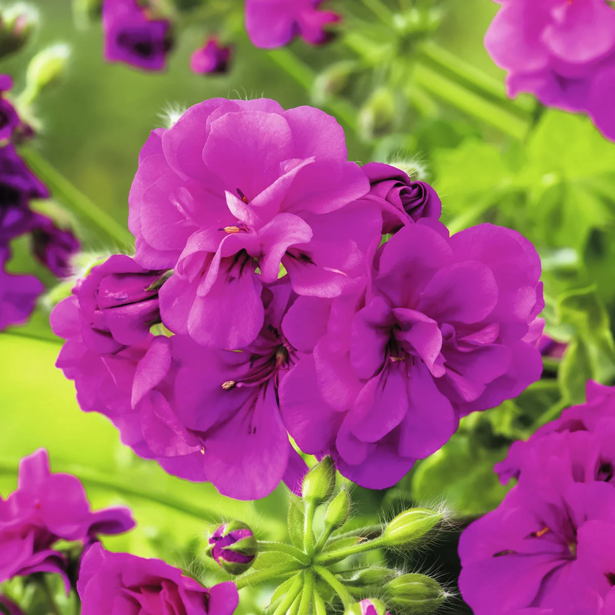 Sommerblumen-Set Geranientraum