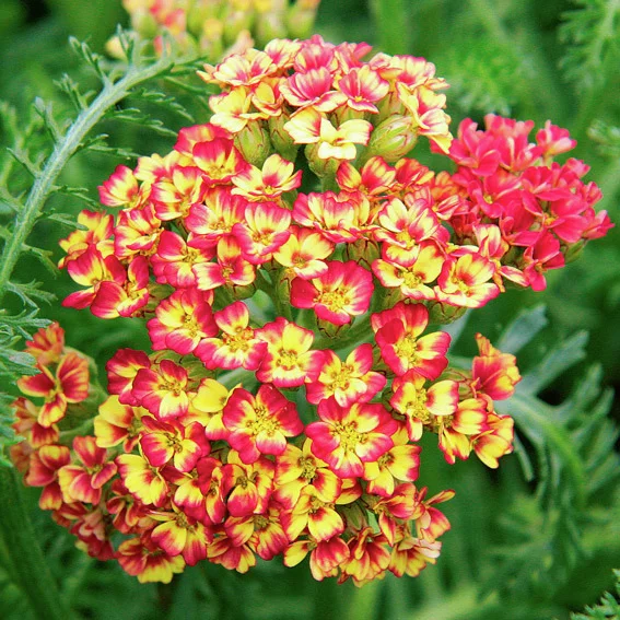 Schafgarbe Desert Eve™Red