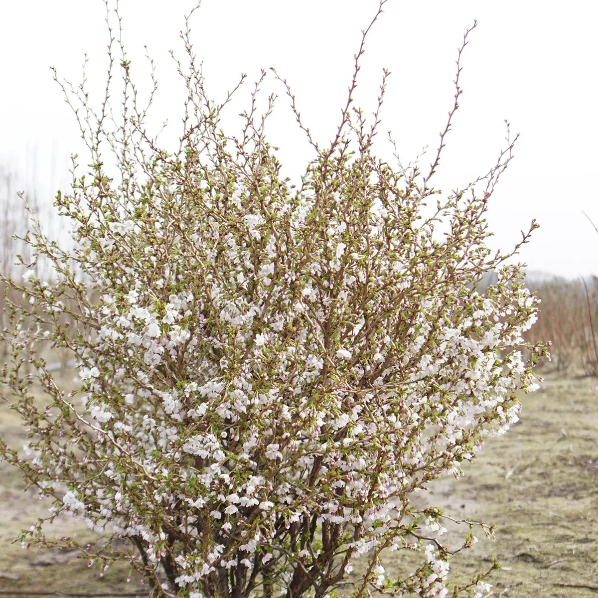 Geschlitzte Kirsche Kojou-no-mai
