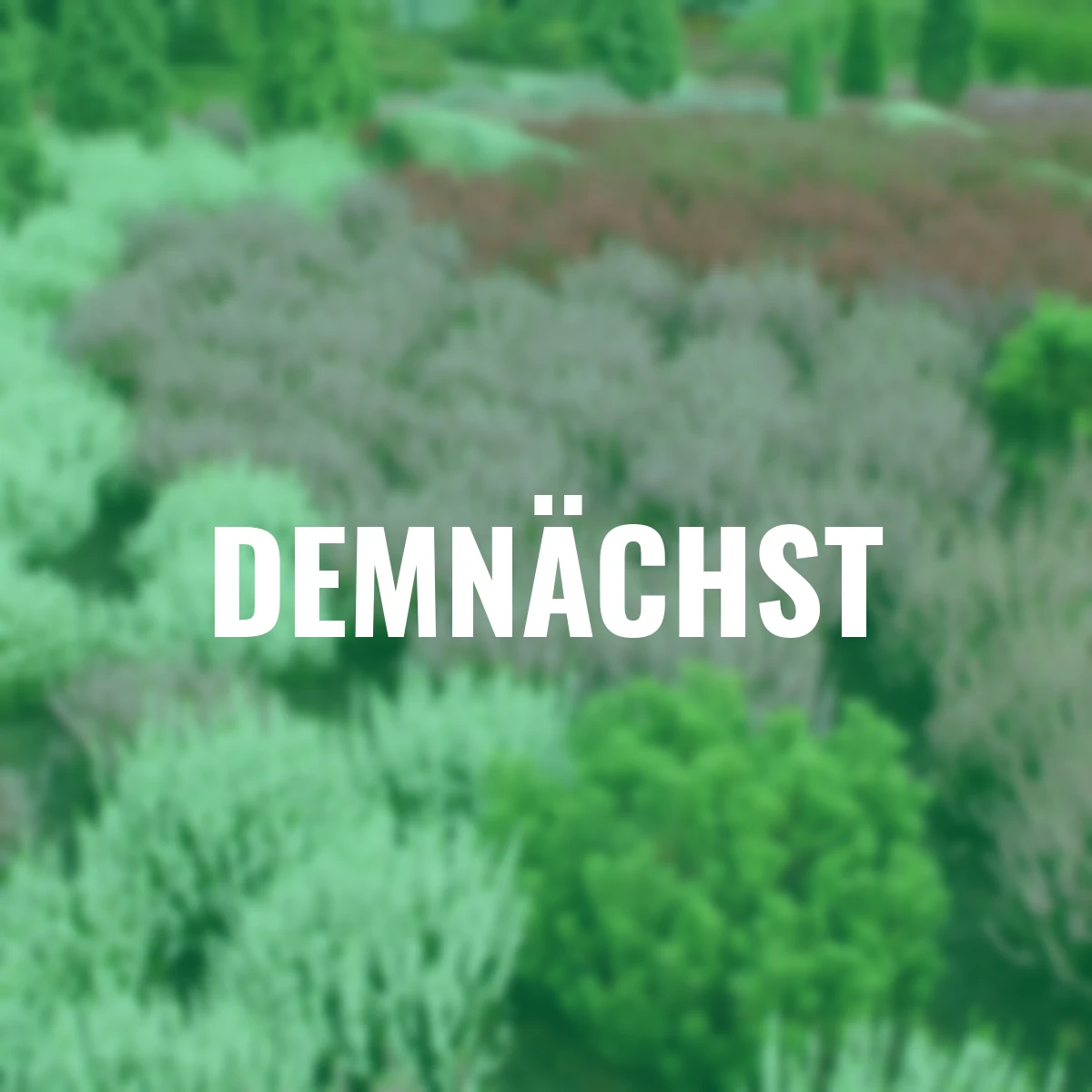 Knospenheide Gardengirls®, rosa